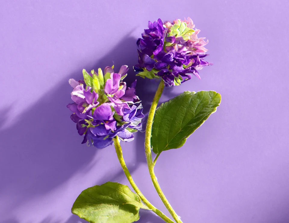 Boost Serum Collection Box