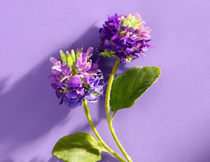 Boost Serum Collection Box